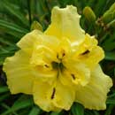 Double Flying Canary Daylily